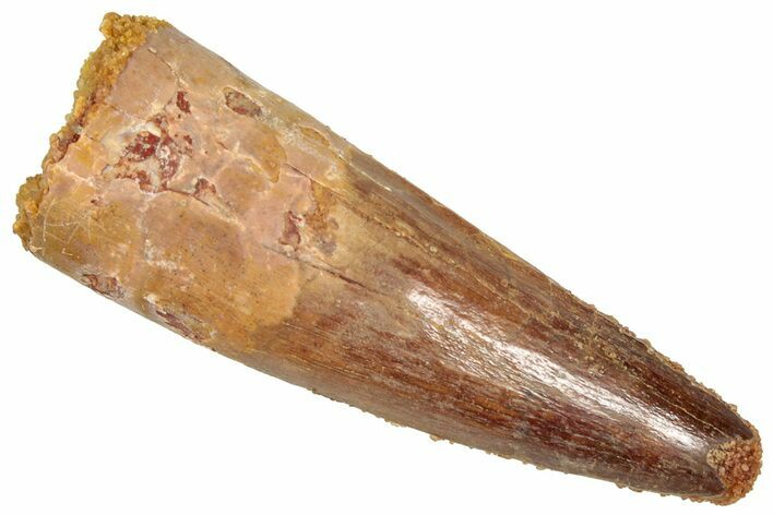 Fossil Spinosaurus Tooth - Real Dinosaur Tooth #357828